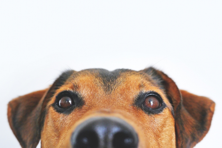 IBDFAM: Comissão do Senado aprova PLC que prevê regime jurídico especial para animais